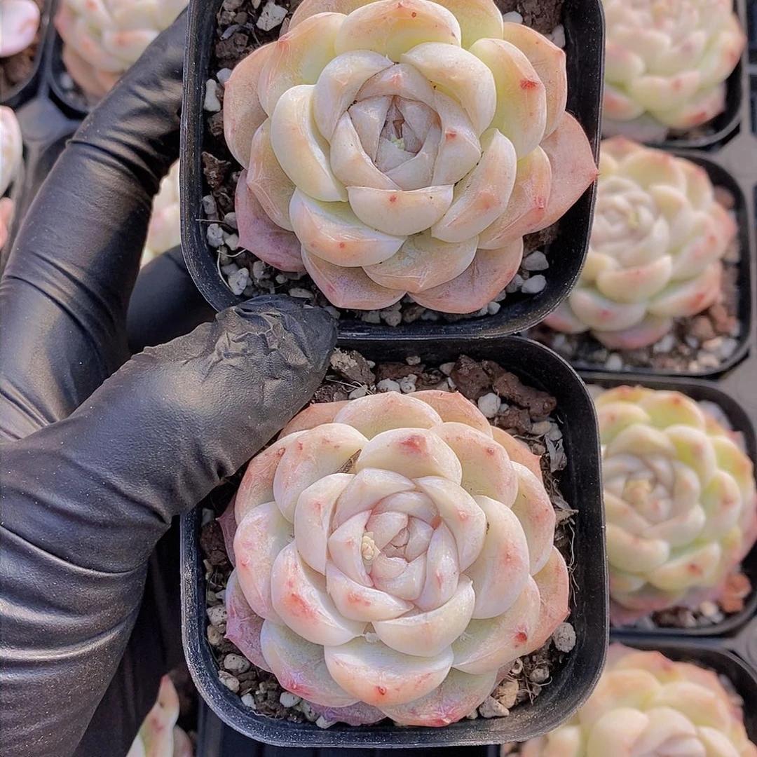 0225-黑方玛奇朵单头福利2颗 量拍