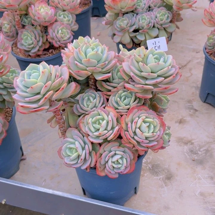 1511白月光都有植物