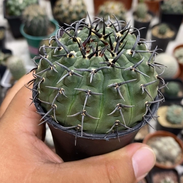 实生黑刺凤头特价