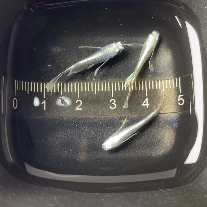 青鳉鱼天使之翼亚成3条，6号，满15包邮，可叠单