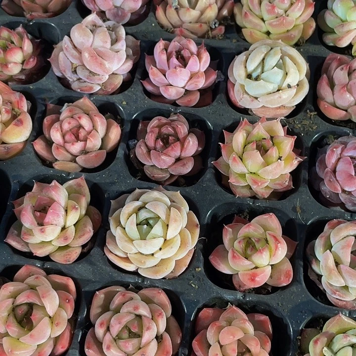 小麦秆杂1元带土发