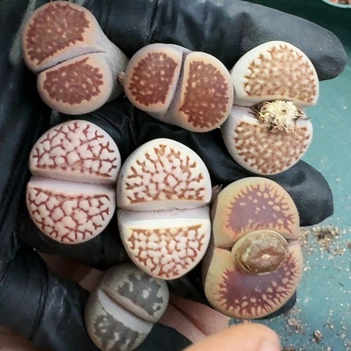 生石花1111。   531