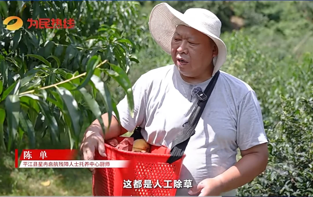 （村委助农）幕阜乡味爱心助农星冉基地黄桃助残扶农10斤一件