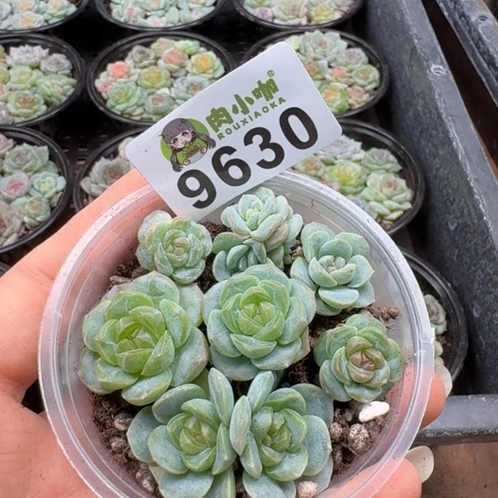 多肉植物多肉植物