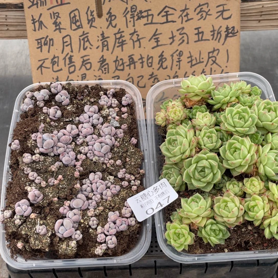 云糖心多肉植物47