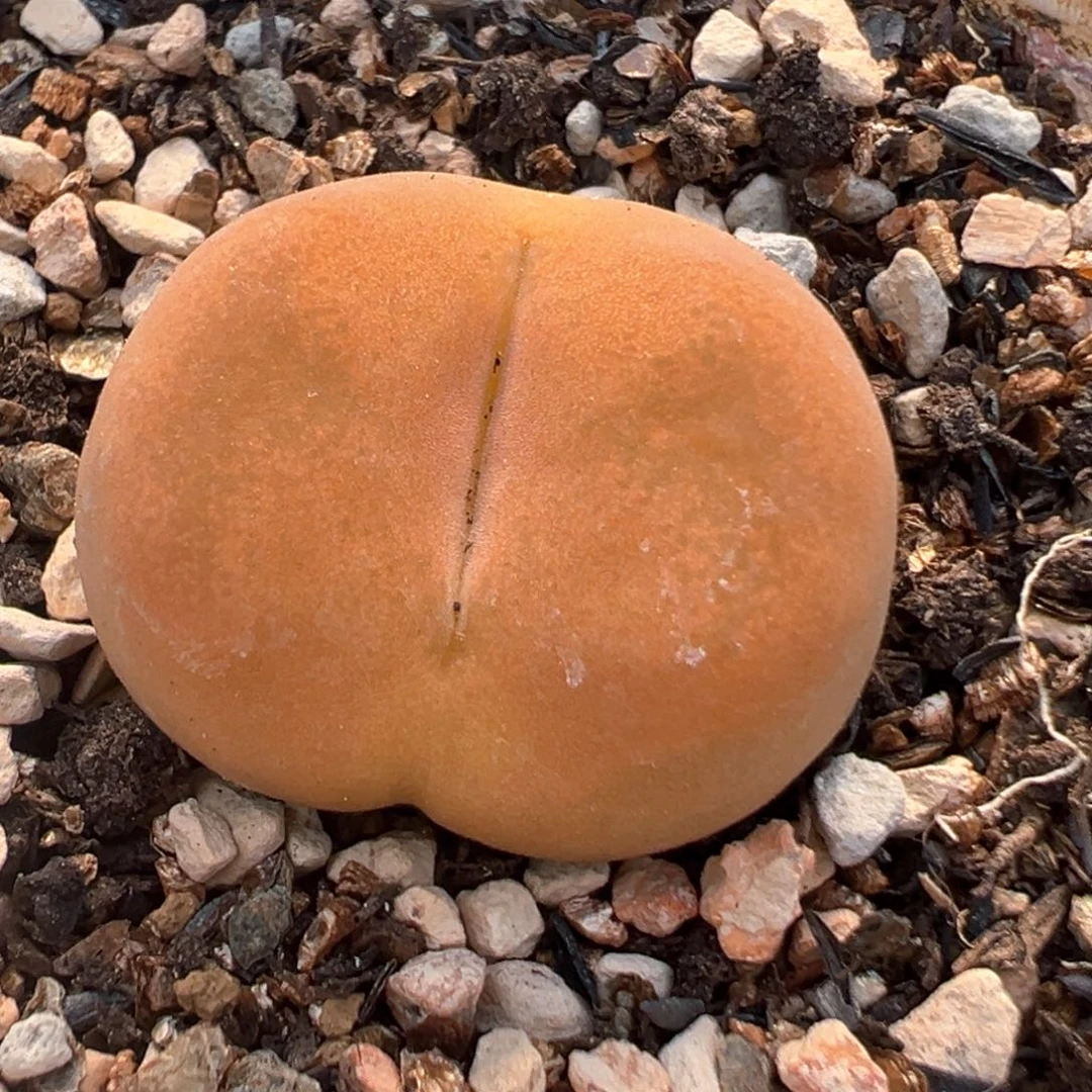 52多肉植物百科蟠桃1801.1