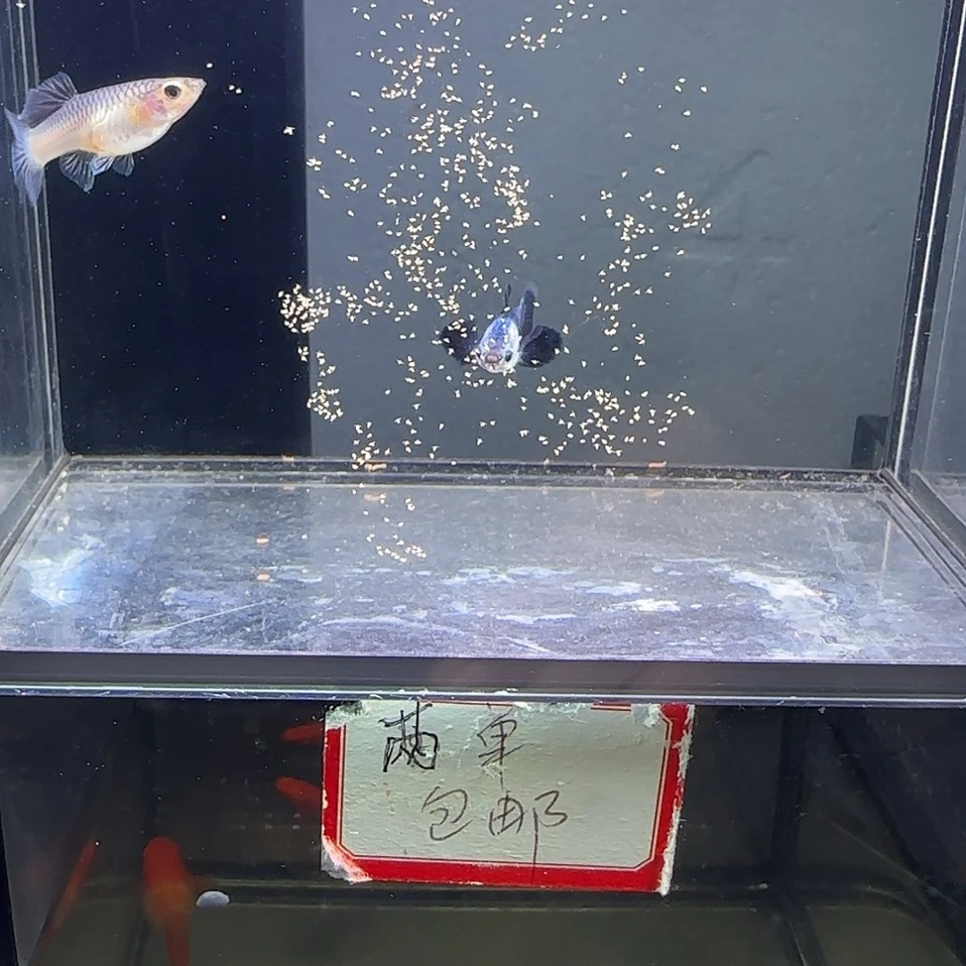 孔雀鱼大耳熊猫一对