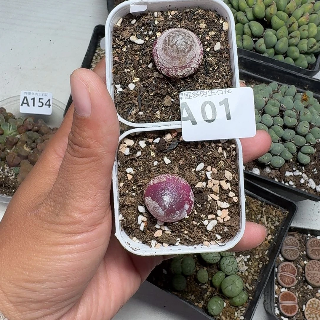 1多肉植物多肉植物