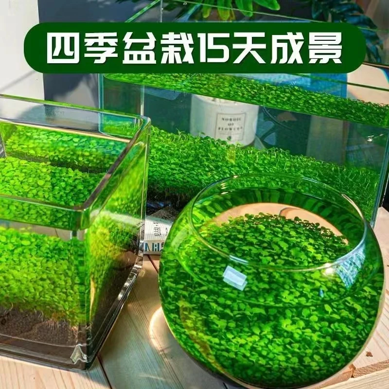 鱼缸水草种子生态造景套餐植物种籽孑水培阴性真草盆栽装饰种植