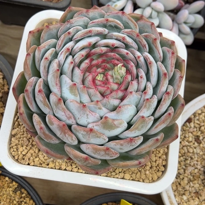 长相思 单头 夏鸣园艺