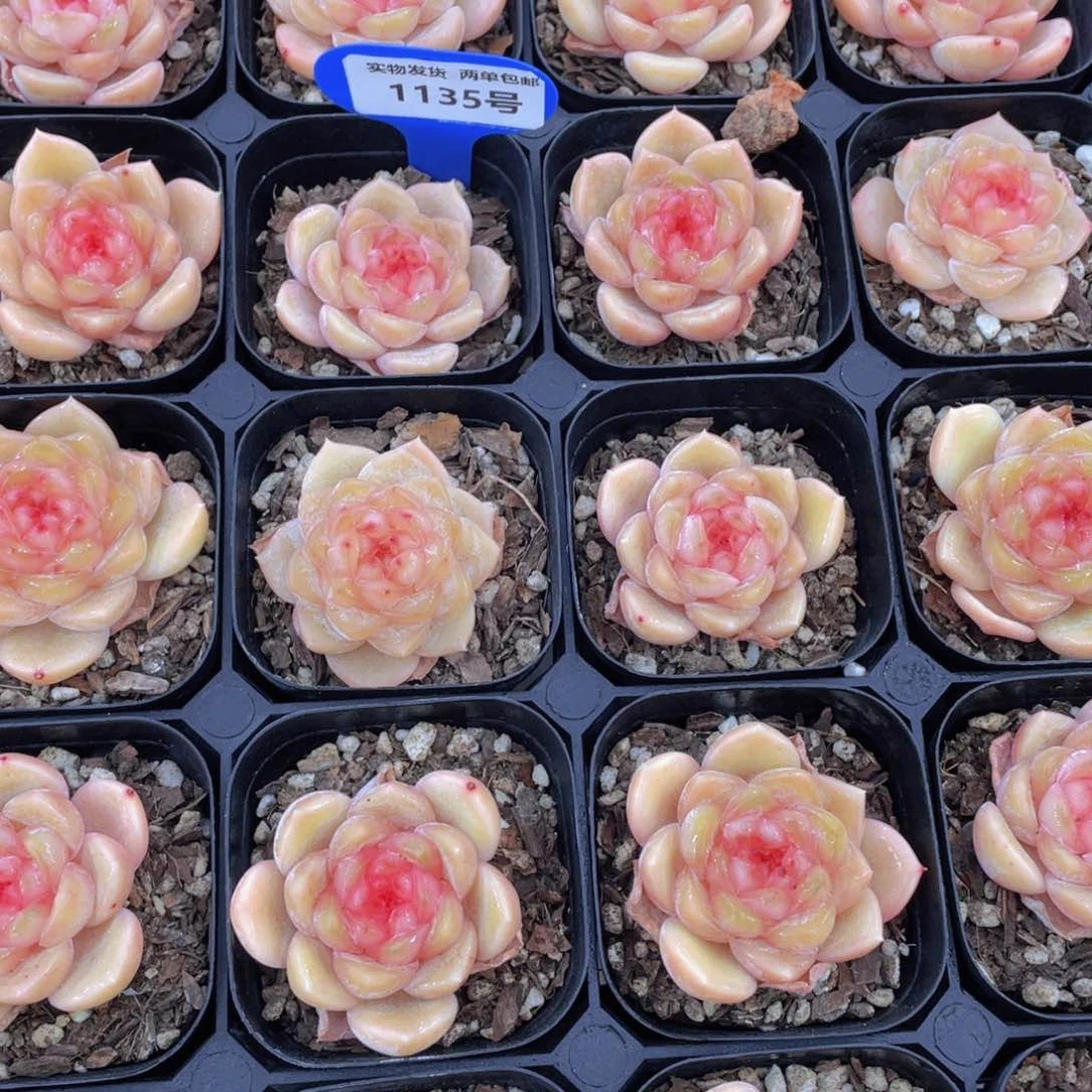 1135号 糖心杨枝甘露单头一个