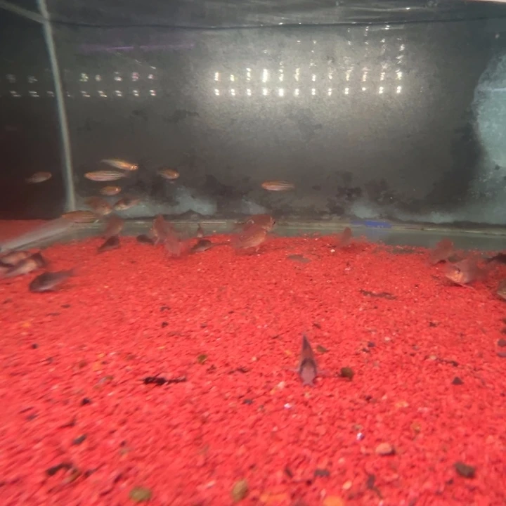 Y***y慈鲷鱼4-紫艳，3+咕噜，6+黄腹，5+七彩鹅头一样一只