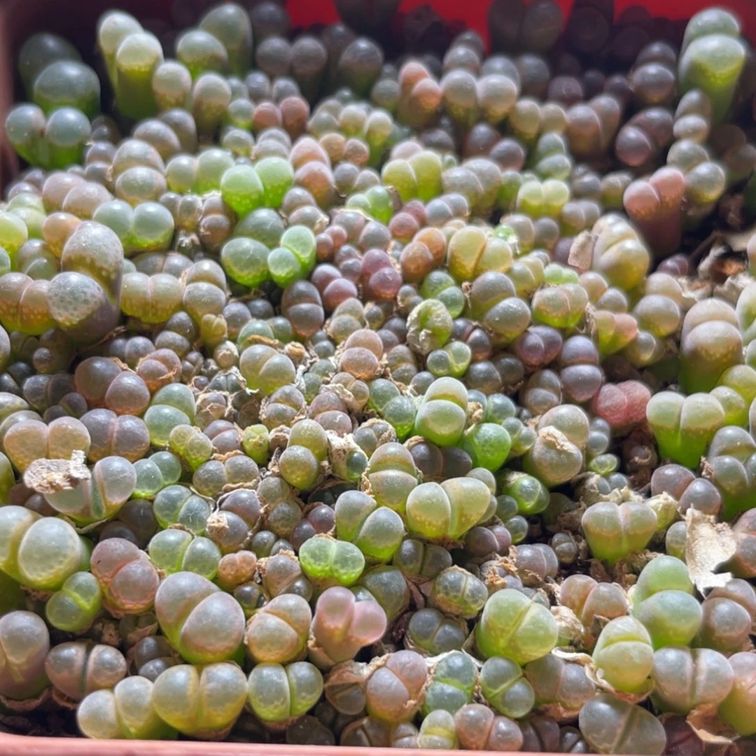 五彩风铃一物一拍～3