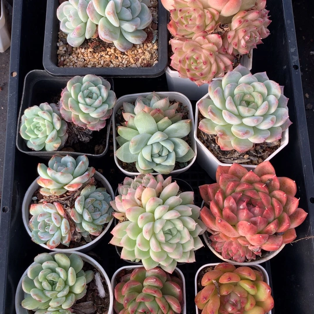 1126-79 套餐一组