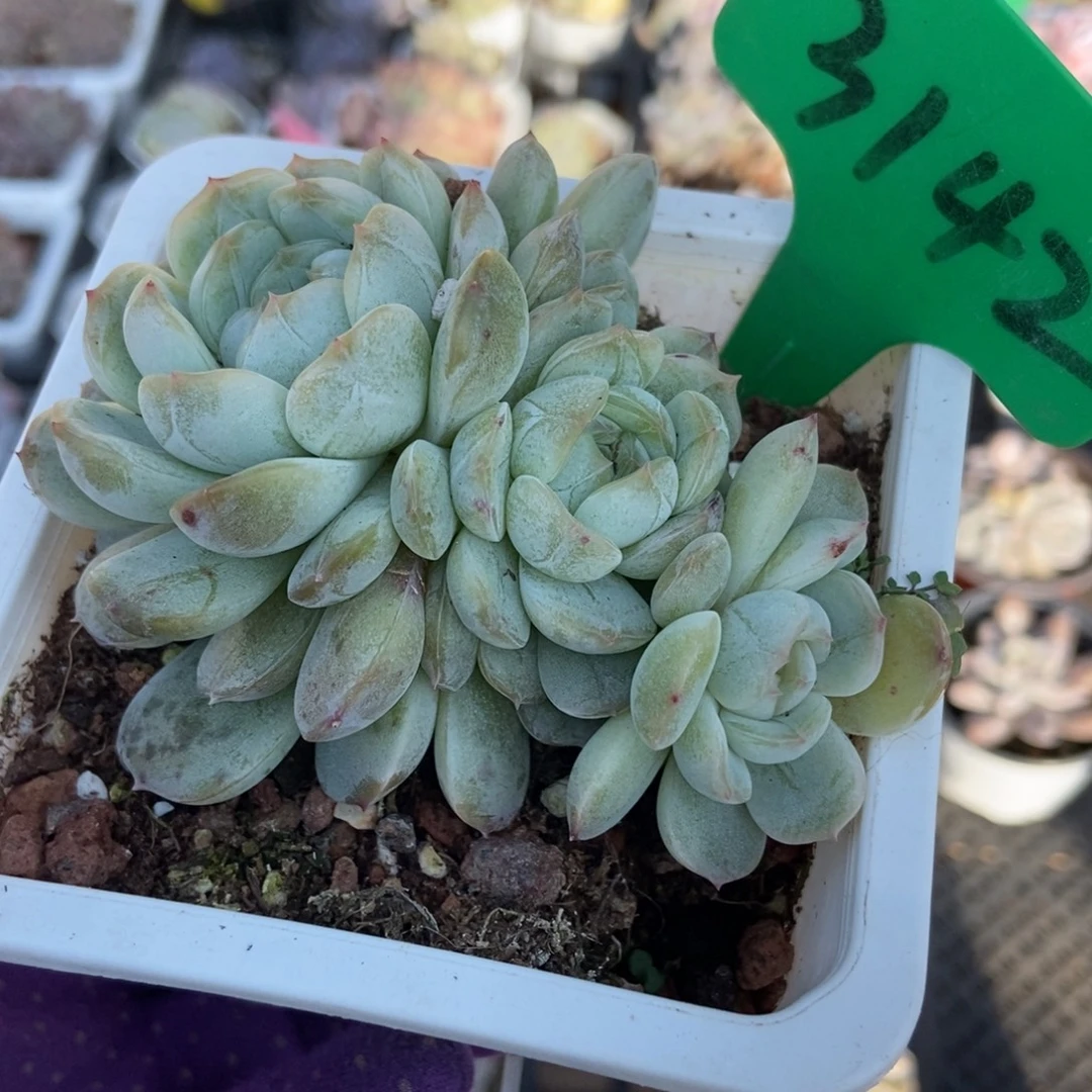 3142白恋多肉植物多肉植物