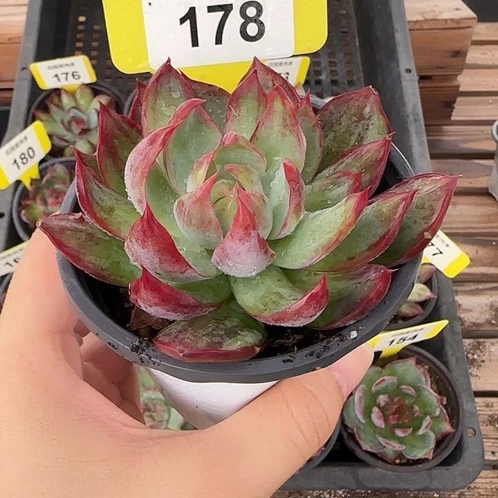 花***朵178 惊鸿仙子多肉植物
