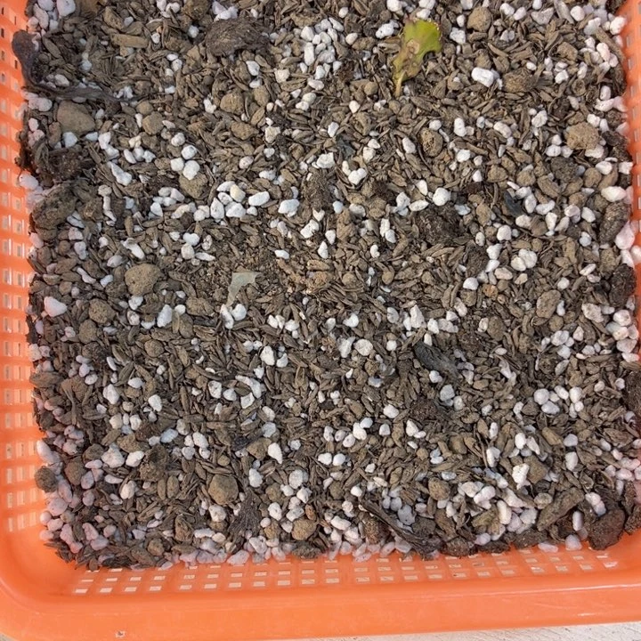 当前无花栽培后可以开花五斤花土