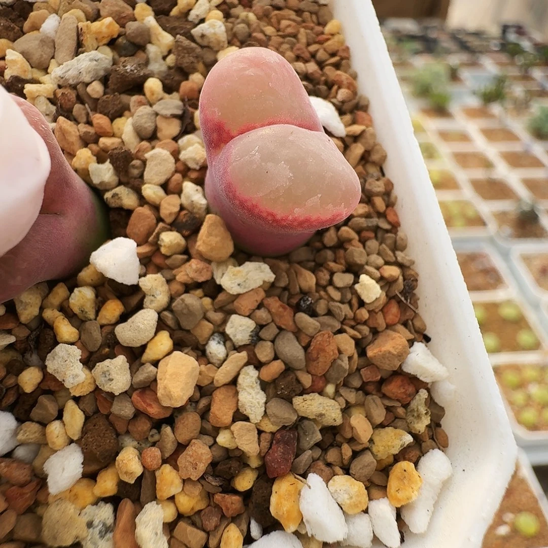 多肉植物福利风铃1087