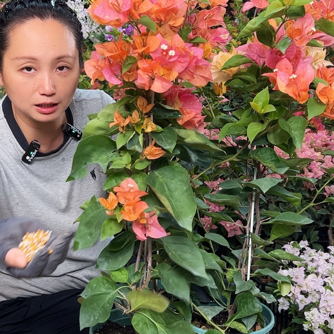 当前无花栽培后可以开花阿达纳带竹一颗