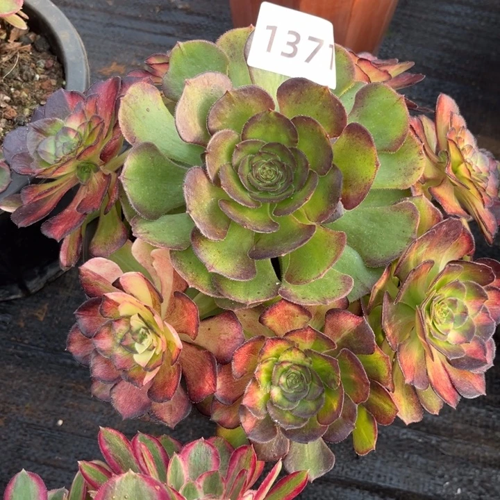 海王七彩特价多肉发货