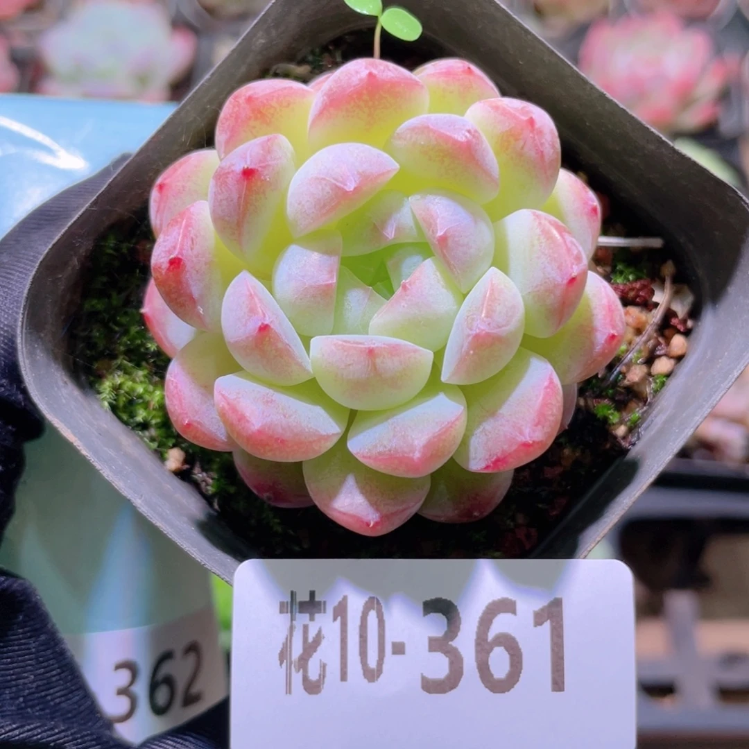 花利美10-361白桃汽水