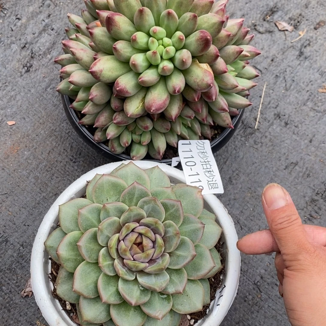 憨*两单包邮1110-118组合2