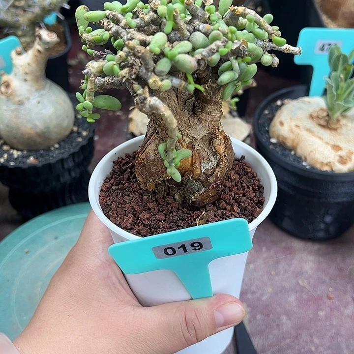 延寿城产地多肉植物