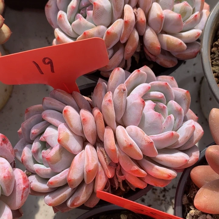 读肉皮子和欧727272727