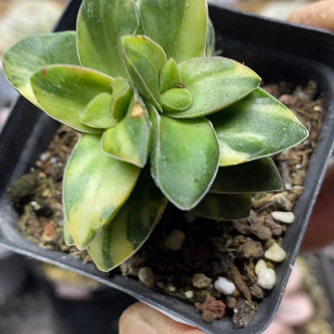 0148 神童锦双心