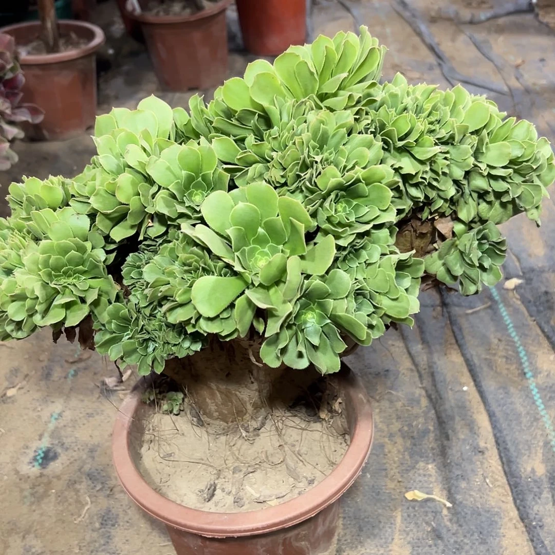 多肉植物绿羊绒缀花118