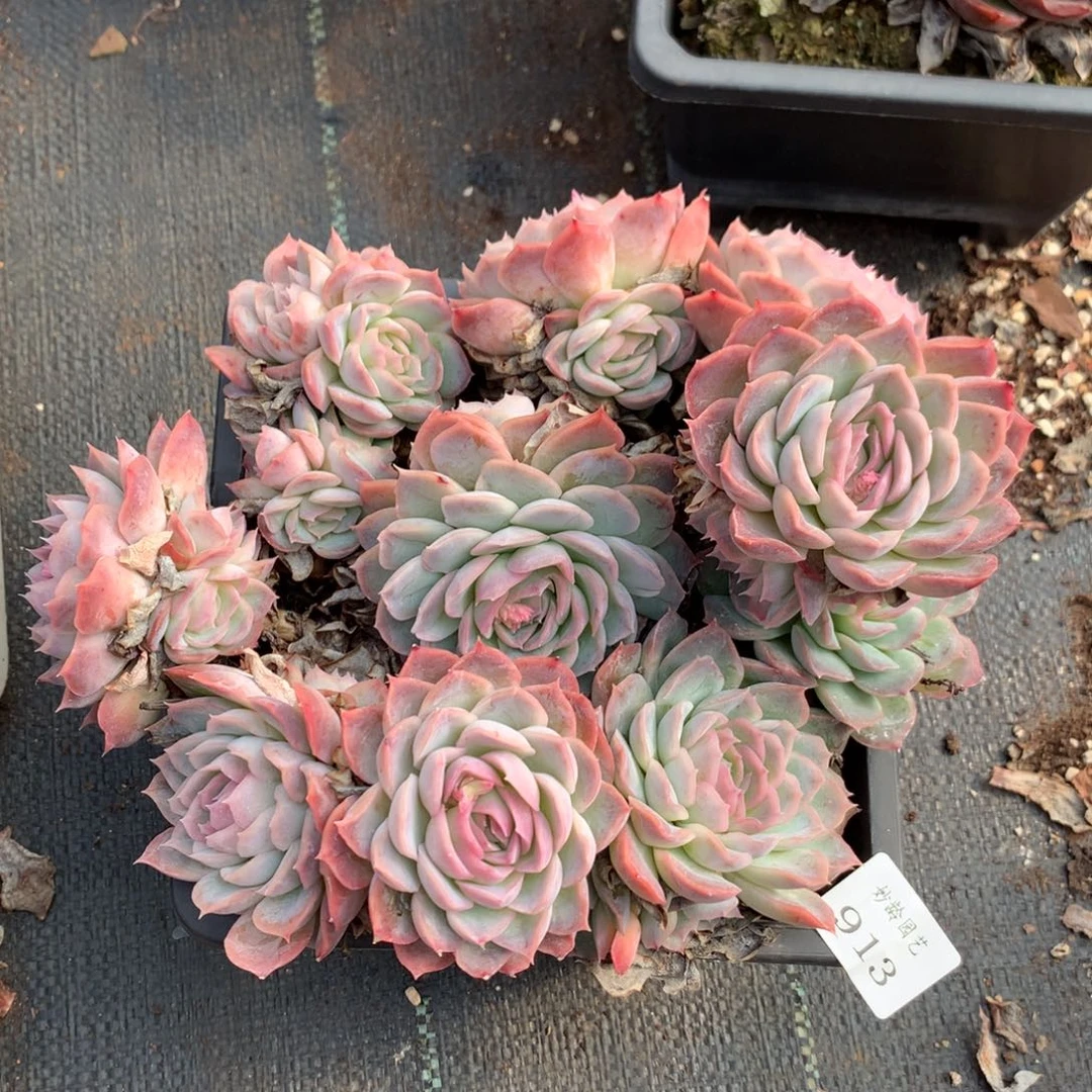 913新年快乐发发发