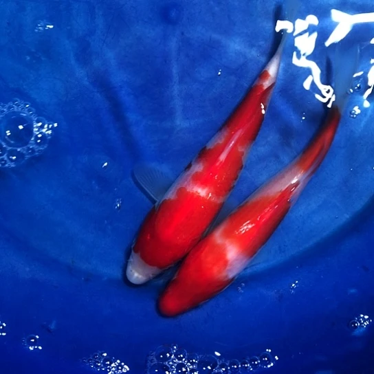 锦鲤大日三原x红白