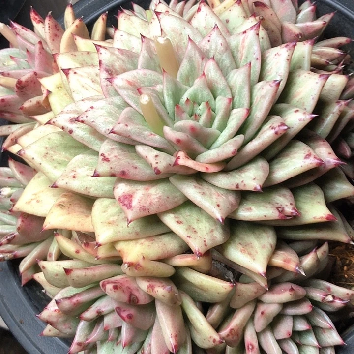 @**皮33/////////////////