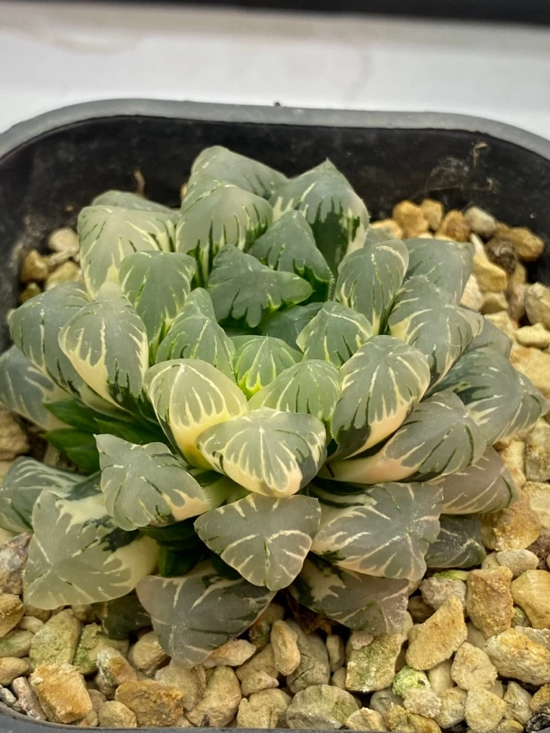 多肉植物广濑玉露锦室内盆栽带盆