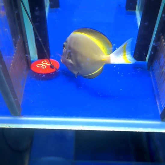 海水鱼五彩吊9+/2-18-36