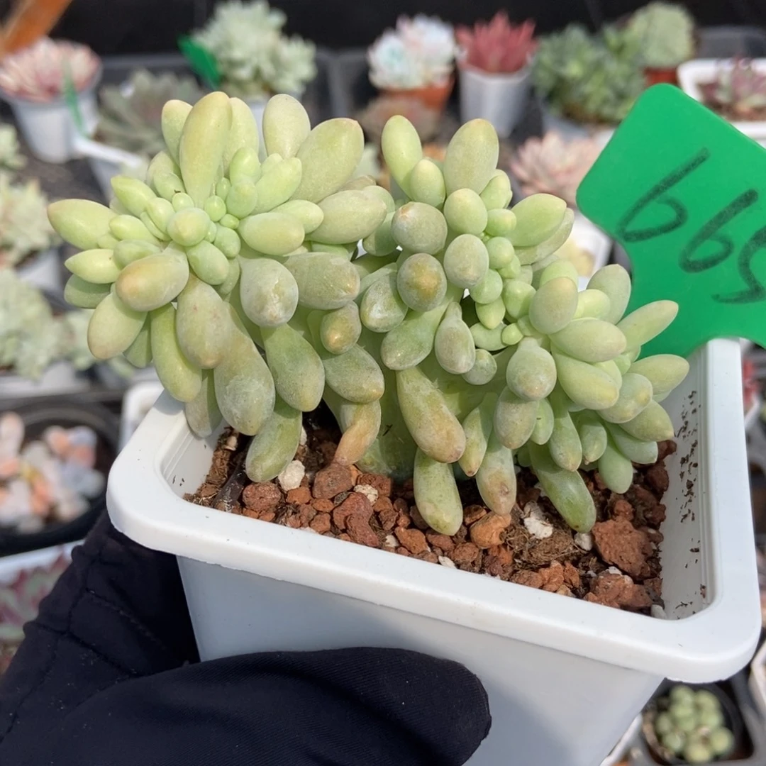 665汤圆缀多肉植物