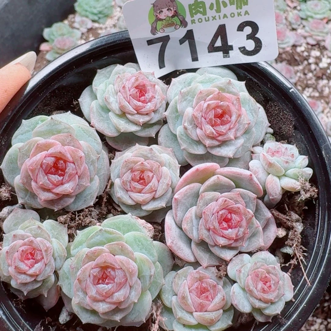 多肉植物多肉植物
