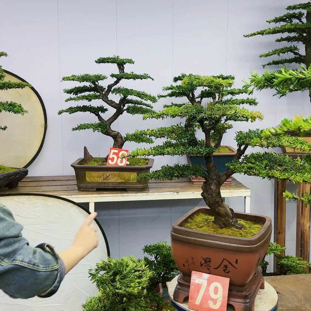【闪购商品】罗汉松盆景艺术的发展