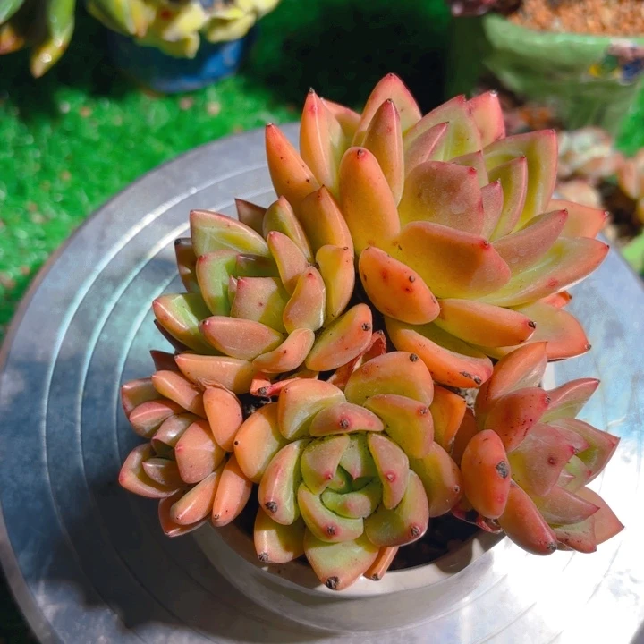 香槟群生老桩多肉一颗