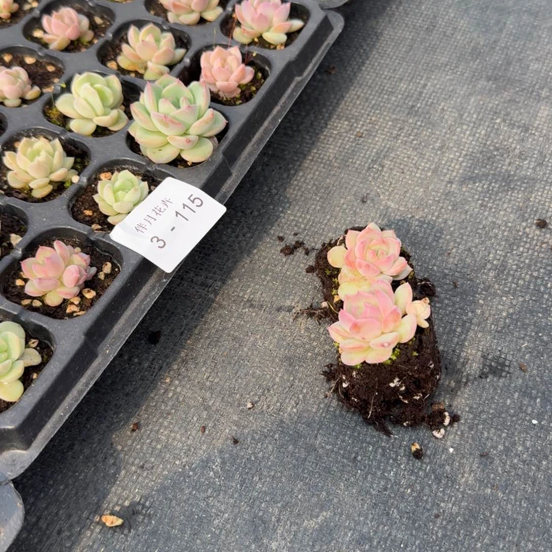 3-115编号191号珍妮两颗量拍