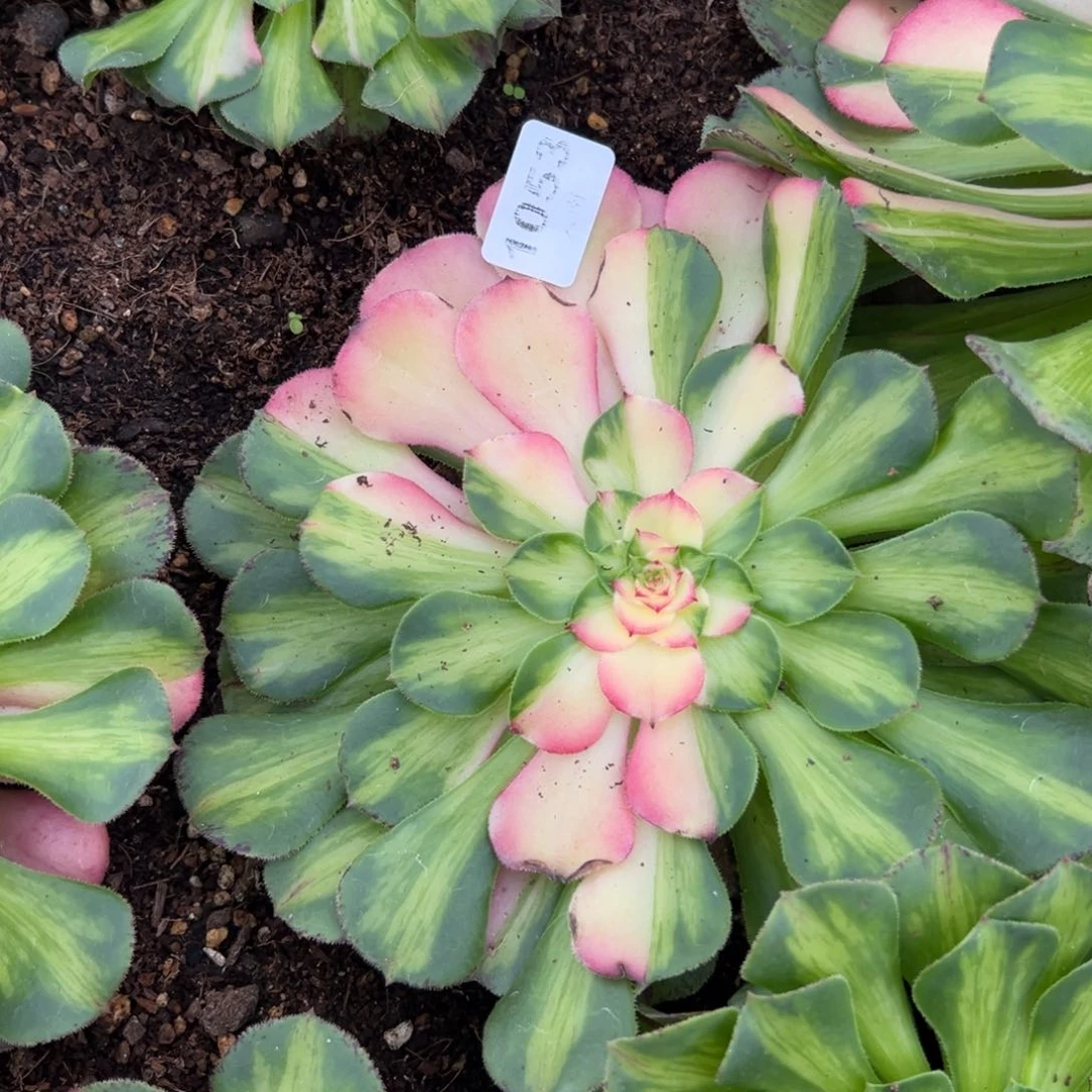 53知否多肉植物系