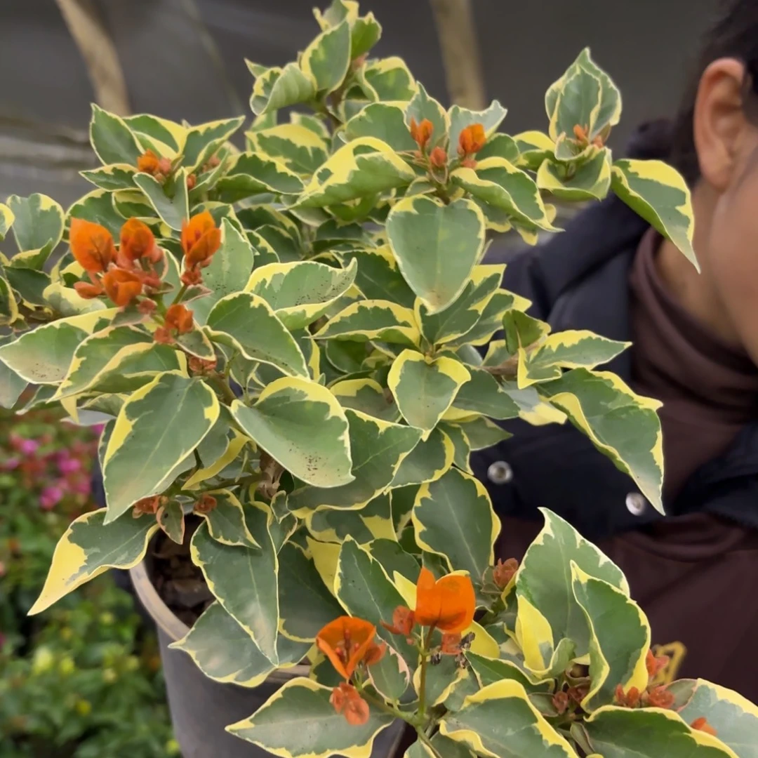 完全开放（橙色条纹）三角梅带花苞会落花落叶苗有大有小