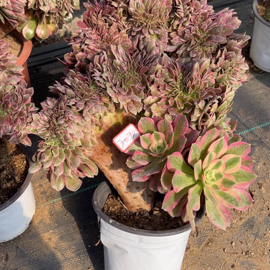 W*F202多肉植物粉女郎缀化