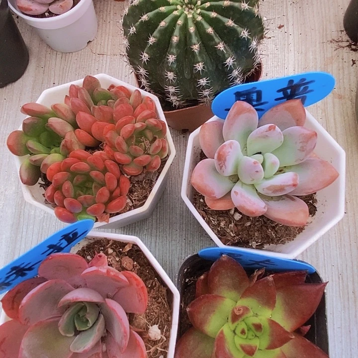仙人球 红宝石小群 奥普 赫拉 罗卡