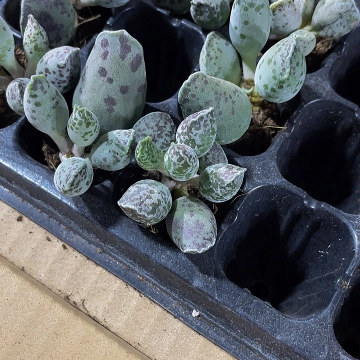 小海豹1.5带土发