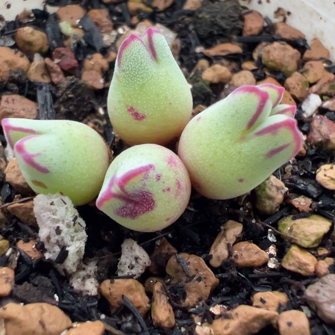 985杂交矮胖体型母本一物一拍