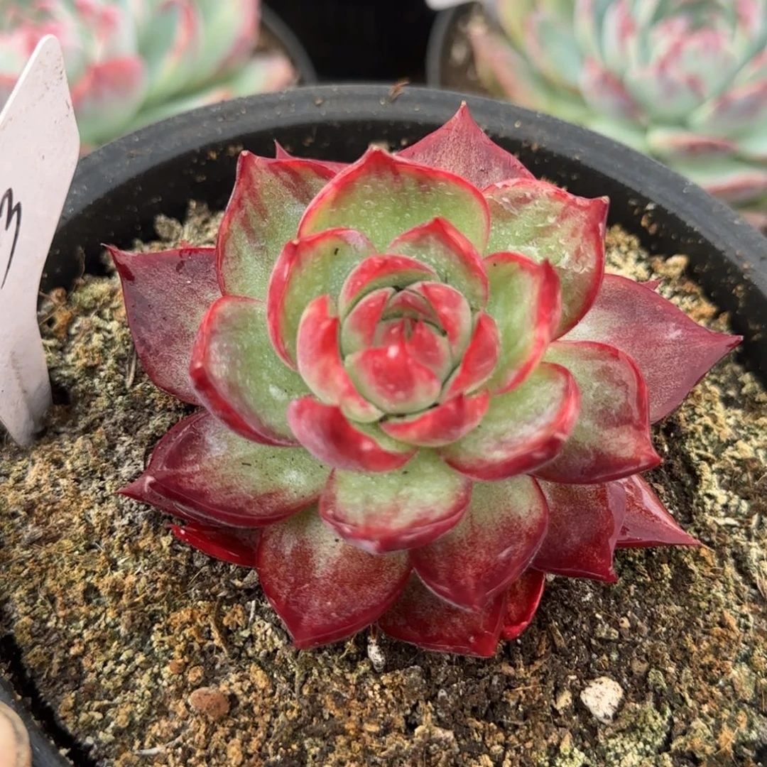 惊鸿一物一拍包装收缩花旱393