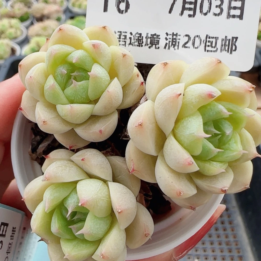 花语逸镜0703-16散