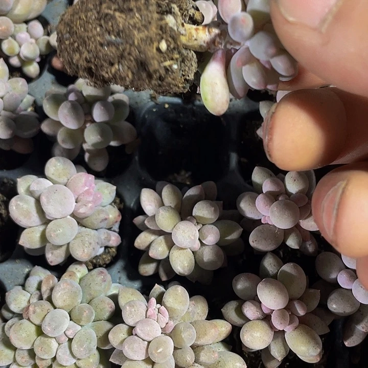 小婴儿手指1元带土发