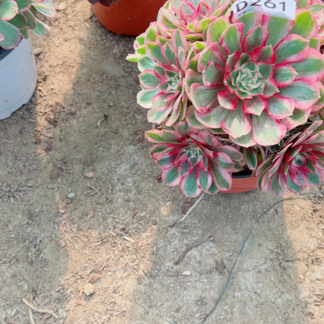 261粉倾城多肉植物法师